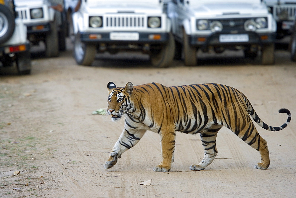 Female Indian tiger (Bengal tiger) (Panthera tigris tigris), Bandhavgarh National Park, Madhya Pradesh state, India, Asia