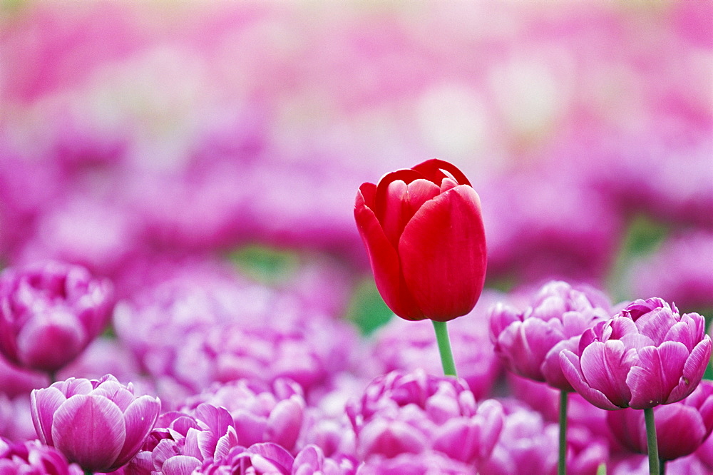 Tulip (Tulipa), Alkmaar, Netherlands (Holland), Europe