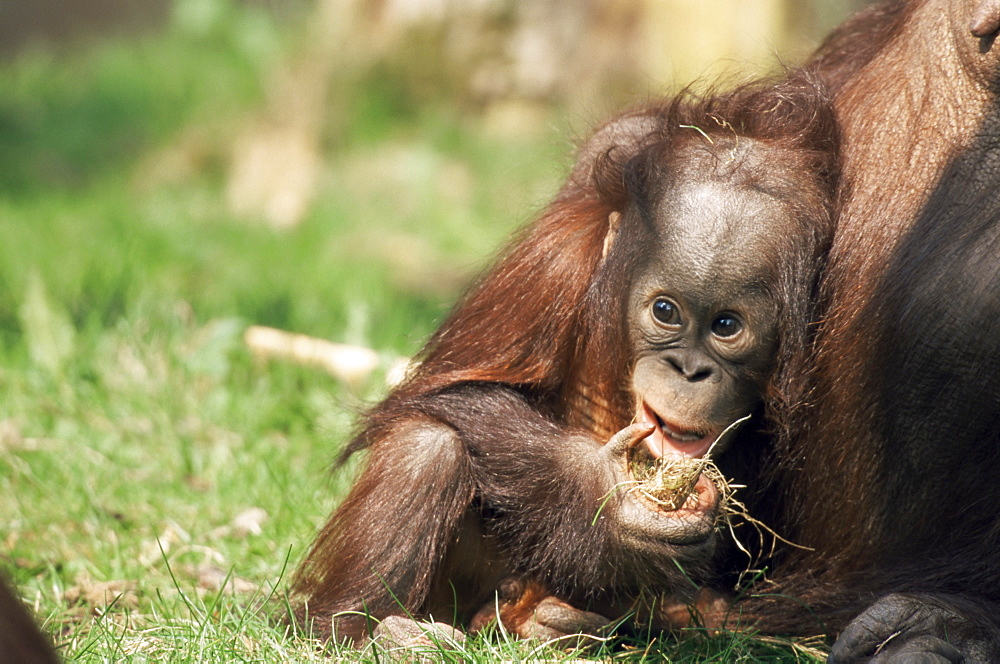 Young orang-utan (Pongo pygmaeus), in captivity, Apenheul Zoo, Netherlands (Holland), Europe