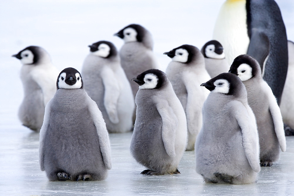 Emperor penguin chicks (Aptenodytes forsteri), Snow Hill Island, Weddell Sea, Antarctica, Polar Regions 