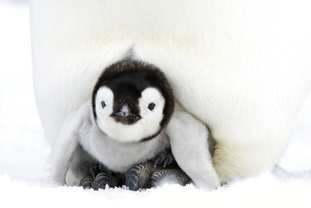 Emperor penguin chick (Aptenodytes forsteri), Snow Hill Island, Weddell Sea, Antarctica, Polar Regions 