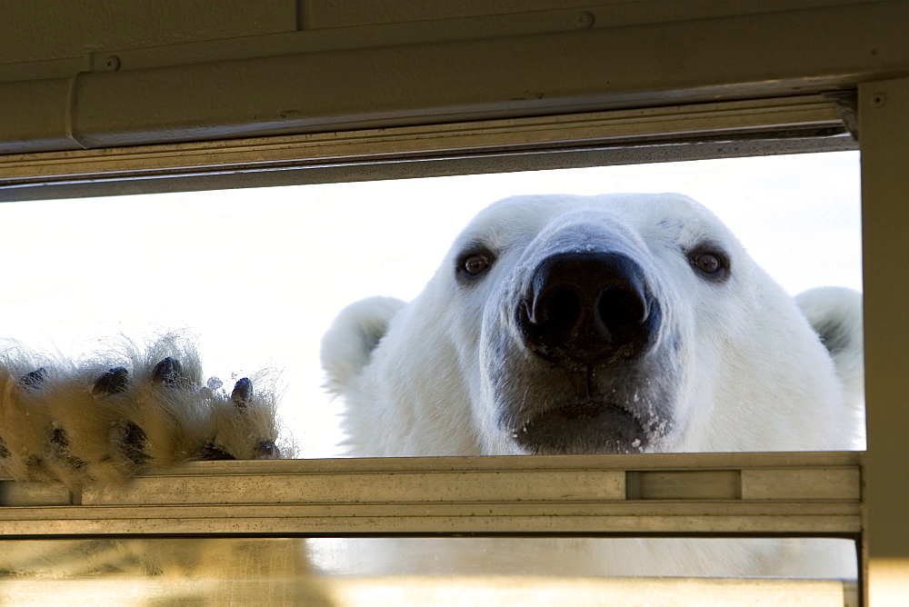 Polar bear (Ursus maritimus), Hudson Bay, Churchill, Manitoba, Canada, North America