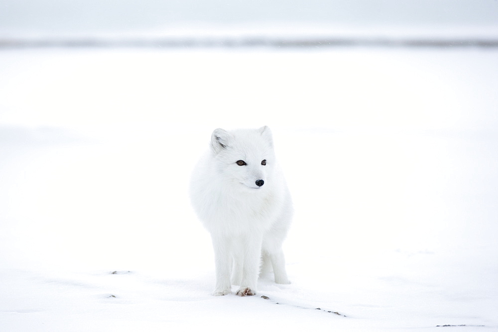 Arctic fox (Polar fox) (Alopex lagopus), Churchill, Hudson Bay, Manitoba, Canada, North America