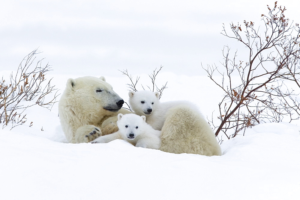 Polar Bear with cubs, (Ursus maritimus), Churchill, Manitoba, Canada