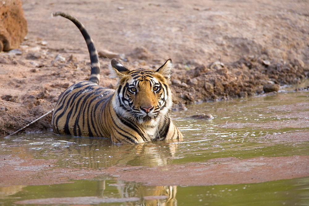 Bengal tiger, (Panthera tigris tigris), Bandhavgarh, Madhya Pradesh, India