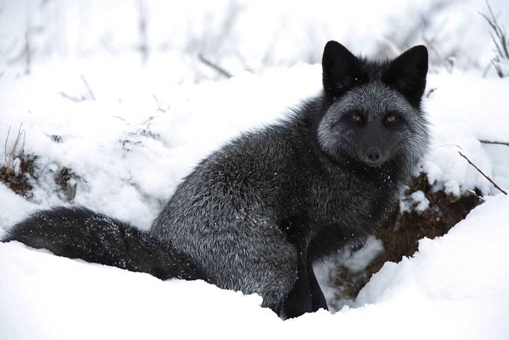 Silverfox (red fox) (Vulpes vulpes), Churchill, Hudson Bay, Manitoba, Canada, North America