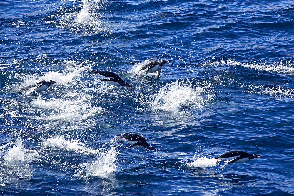 Gentoo penguins (Pygoscelis papua), Browns Bluff, Drake Passage, Weddell Sea, Antarctic Peninsula, Antarctica, Polar Regions