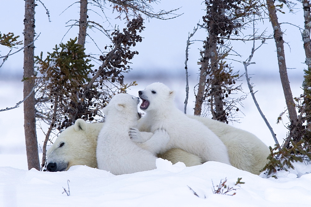 Polar Bear with cubs, (Ursus maritimus), Churchill, Manitoba, Canada