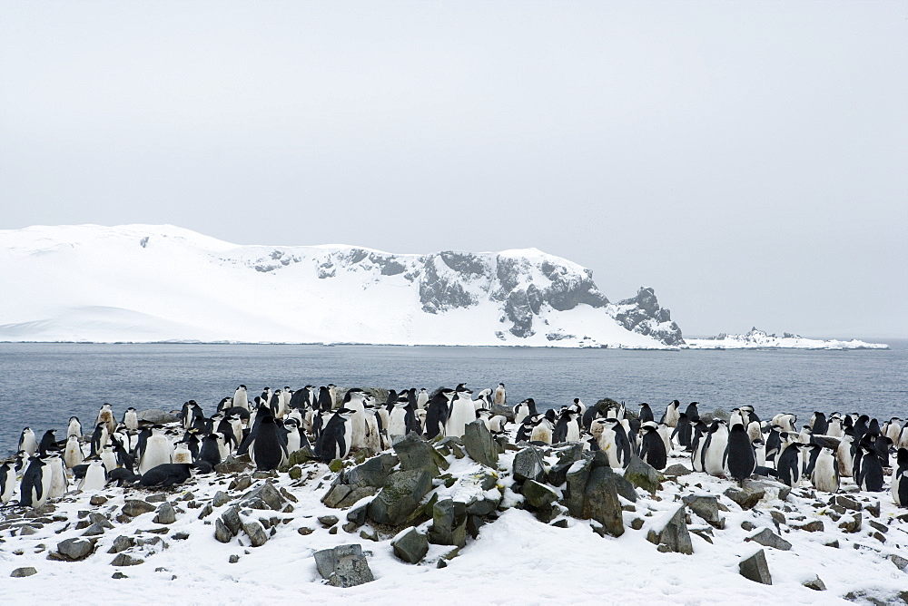 Chinstrap penguins (Pygoscelis antarcticus), Half Moon Island, Antarctic Peninsula, Drake Passage, Weddell Sea, Antarctica, Polar Regions