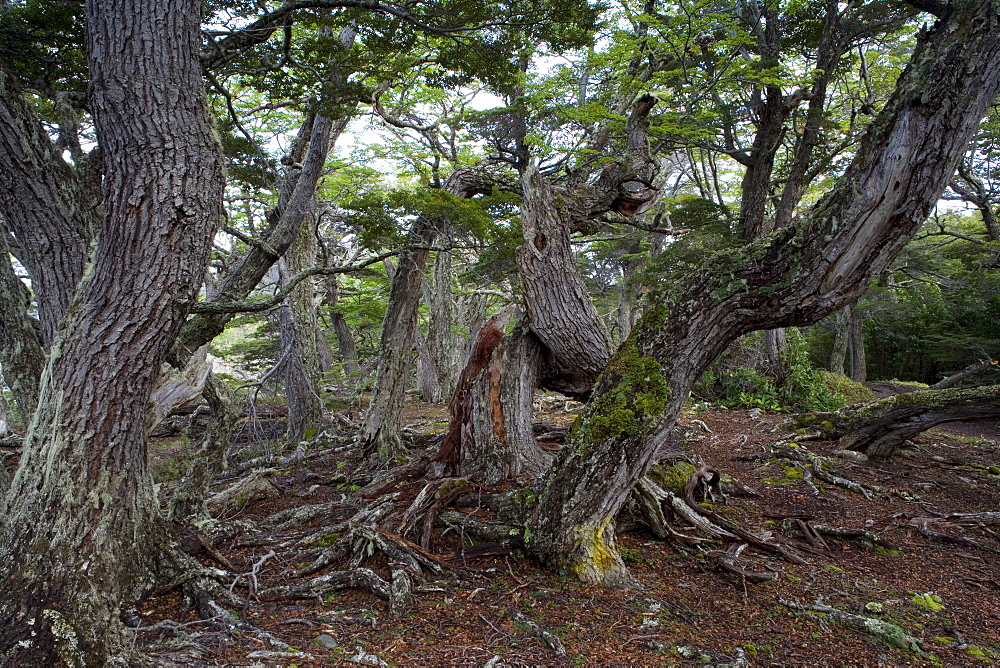 Trees on coast, Ushuaia, Tierra del Fuego National Park, Argentina, South America