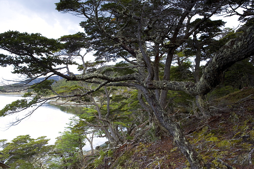 Coastline, Ushuaia, Tierra del Fuego National Park, Argentina, South America