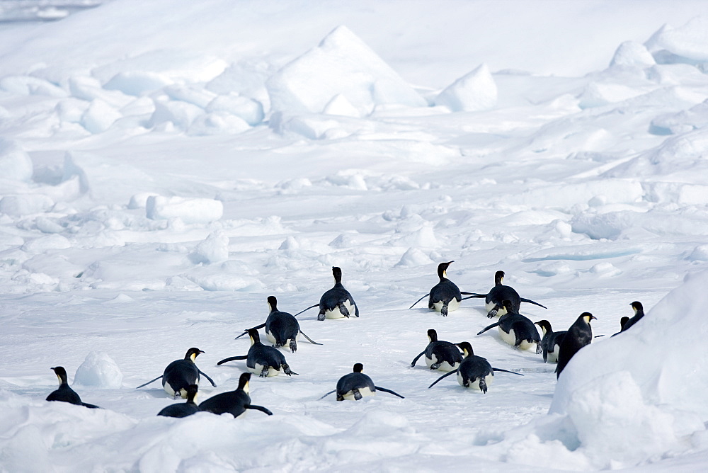 Emperor penguins (Aptenodytes forsteri), Snow Hill Island, Weddell Sea, Antarctica, Polar Regions