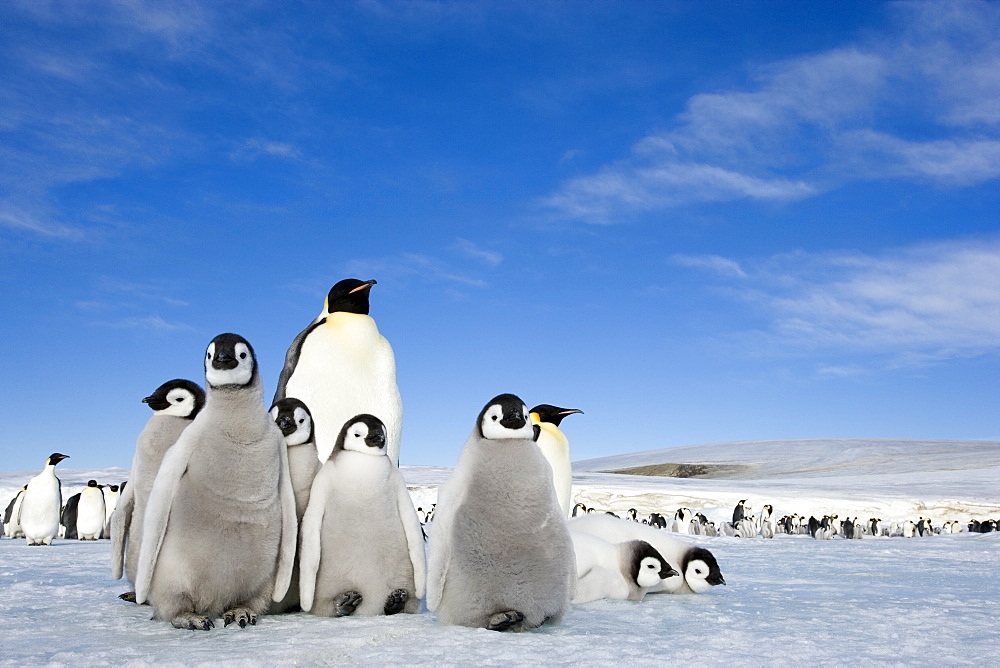 Emperor penguin (Aptenodytes forsteri) and chicks, Snow Hill Island, Weddell Sea, Antarctica, Polar Regions