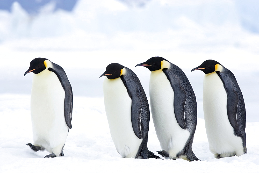 Emperor penguins (Aptenodytes forsteri), Snow Hill Island, Weddell Sea, Antarctica, Polar Regions