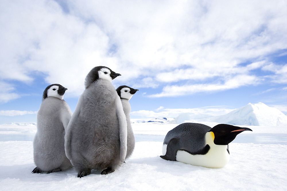 Emperor penguin (Aptenodytes forsteri) and chicks, Snow Hill Island, Weddell Sea, Antarctica, Polar Regions