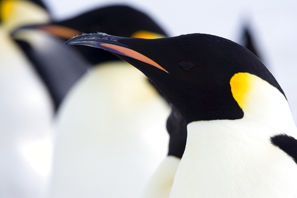 Emperor penguins (Aptenodytes forsteri), Snow Hill Island, Weddell Sea, Antarctica, Polar Regions