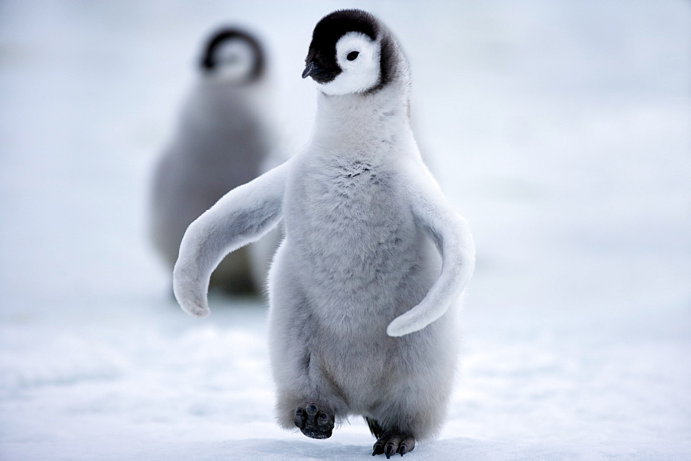 Emperor penguin chick (Aptenodytes forsteri), Snow Hill Island, Weddell Sea, Antarctica, Polar Regions