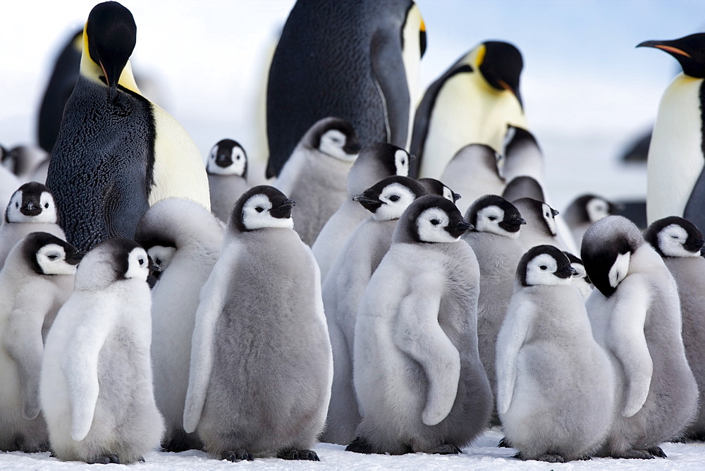 Colony of Emperor penguins (Aptenodytes forsteri) and chicks, Snow Hill Island, Weddell Sea, Antarctica, Polar Regions