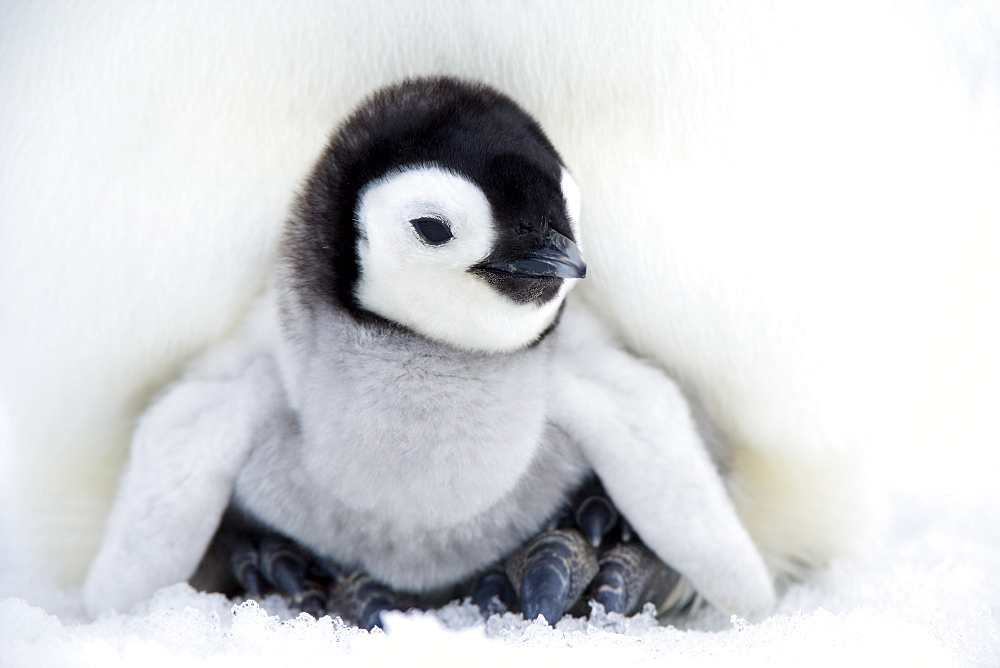 Emperor penguin chick (Aptenodytes forsteri), Snow Hill Island, Weddell Sea, Antarctica, Polar Regions