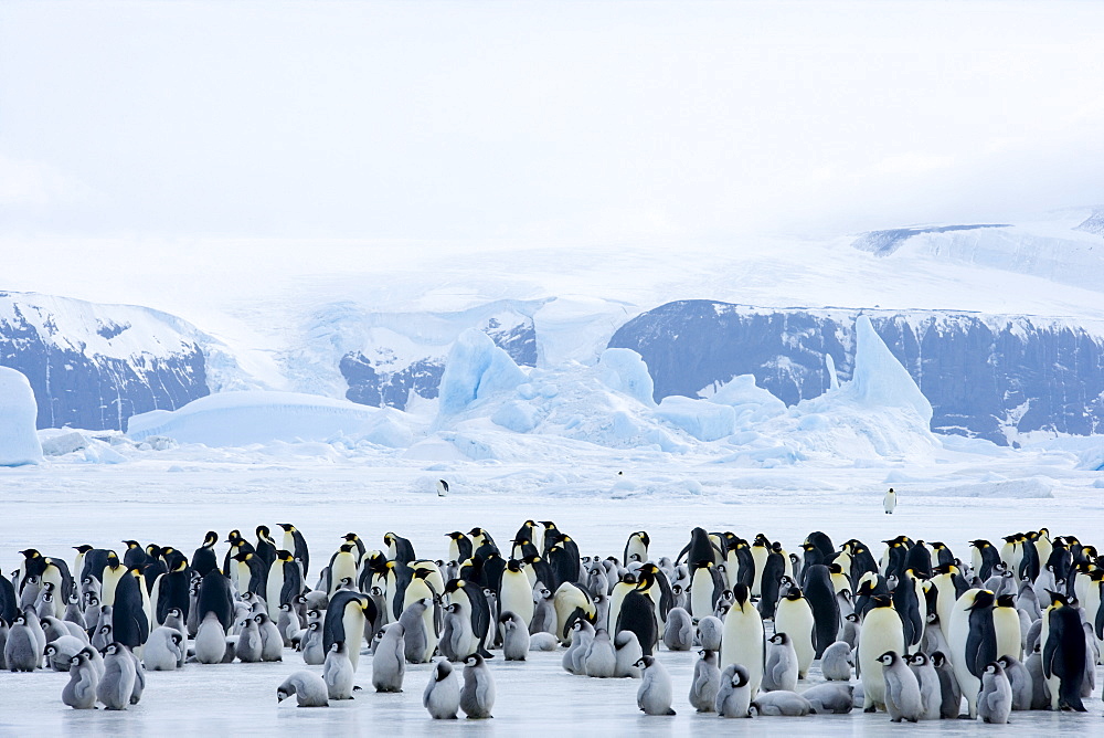 Colony of emperor penguins (Aptenodytes forsteri), Snow Hill Island, Weddell Sea, Antarctica, Polar Regions