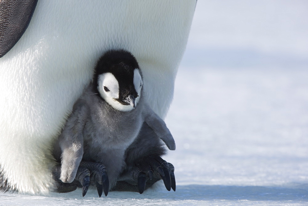 Emperor penguin chick (Aptenodytes forsteri), Snow Hill Island, Weddell Sea, Antarctica, Polar Regions