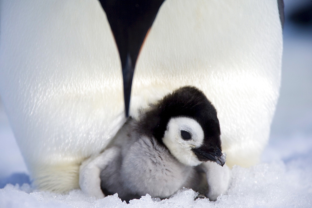 Emperor penguin chick (Aptenodytes forsteri), Snow Hill Island, Weddell Sea, Antarctica, Polar Regions