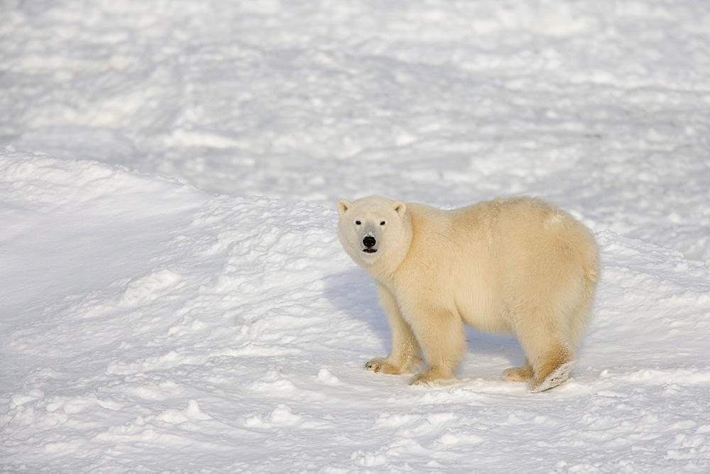 Polar bear (Ursus maritimus), Churchill, Hudson Bay, Manitoba, Canada, North America