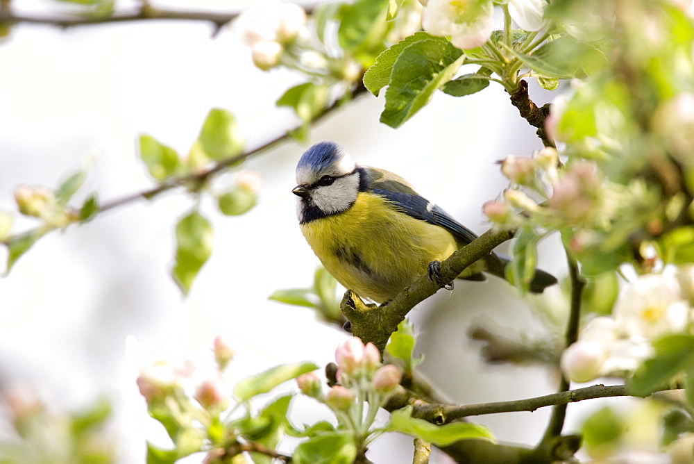 Blue Tit, (Parus caeruleus), Bielefeld, Nordrhein Westfalen, Germany