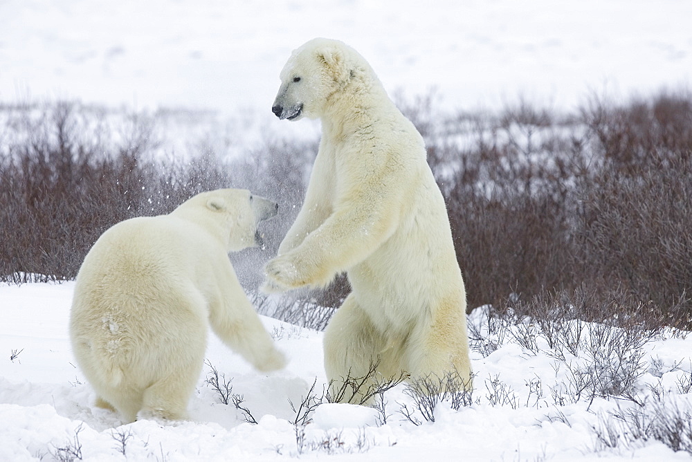 Polar bear (Ursus maritimus), Churchill, Hudson Bay, Manitoba, Canada