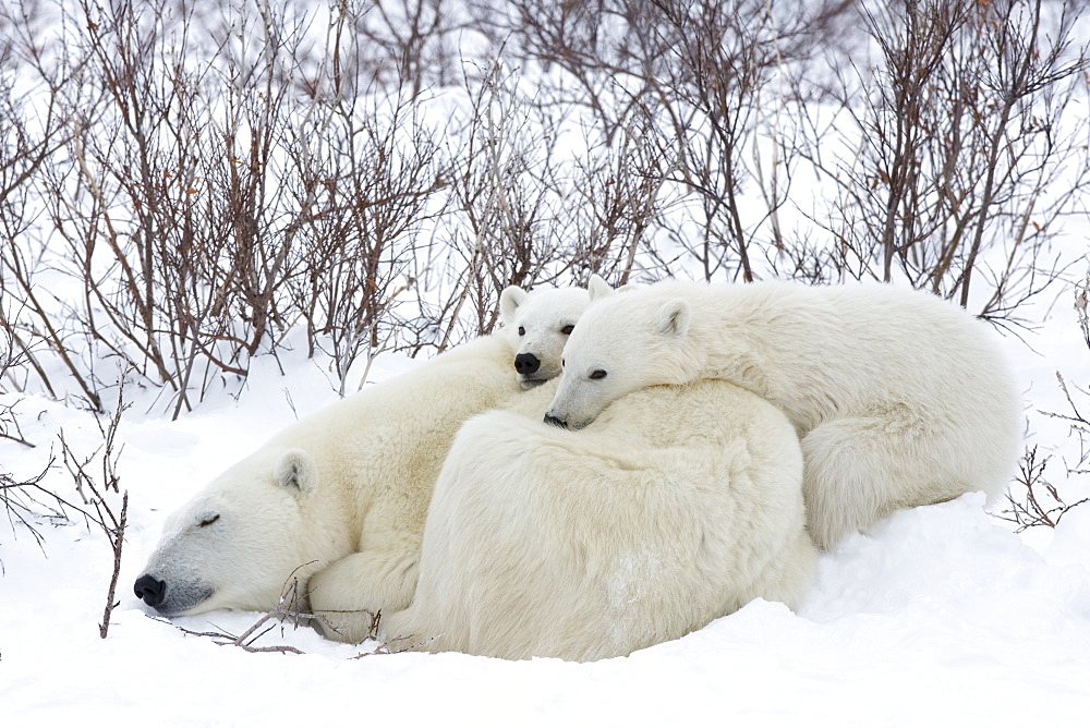 Polar bears (Ursus maritimus), Churchill, Hudson Bay, Manitoba, Canada, North America