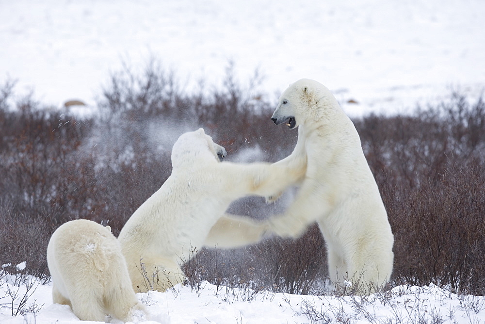 Polar bears (Ursus maritimus), Churchill, Hudson Bay, Manitoba, Canada, North America