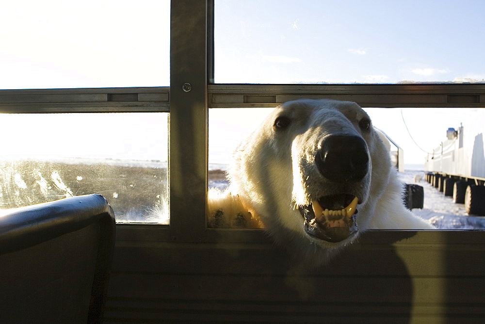 Polar bear (Ursus maritimus), Churchill, Hudson Bay, Manitoba, Canada