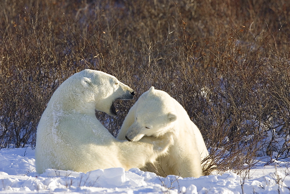 Polar bears (Ursus maritimus), Churchill, Hudson Bay, Manitoba, Canada, North America