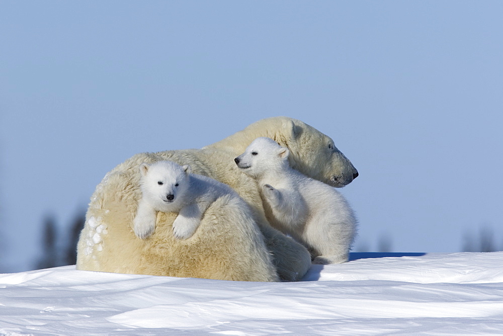 Polar Bear with cubs, (Ursus maritimus), Churchill, Manitoba, Canada