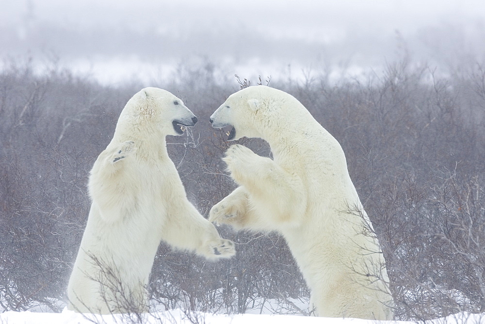 Polar bears (Ursus maritimus), Churchill, Hudson Bay, Manitoba, Canada, North America