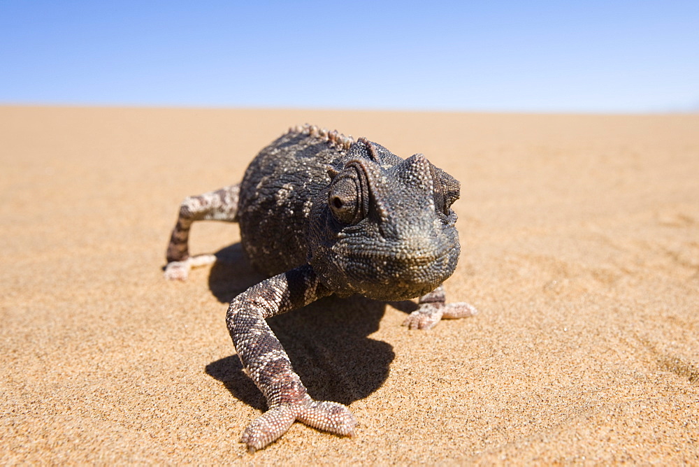 Namaqua chameleon (Chamaeleo namaquensis), Namibia, Africa