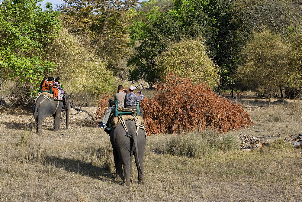 Elephant ride and Indian tiger, Bandhavgarh Tiger Reserve, Madhya Pradesh state, India, Asia