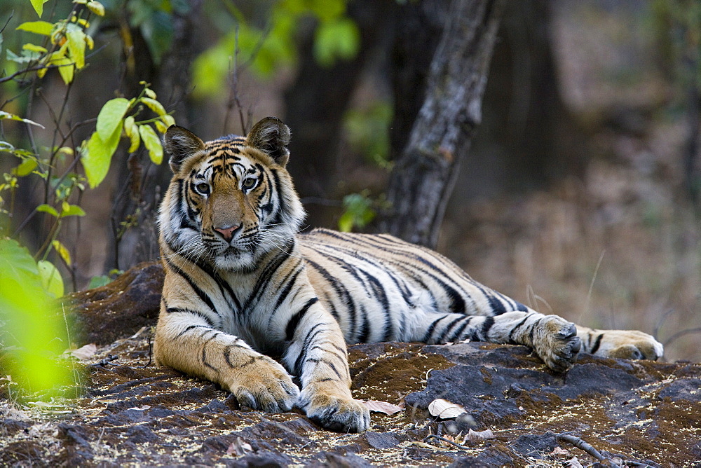 Indian tiger (Bengal tiger) (Panthera tigris tigris), Bandhavgarh National Park, Madhya Pradesh state, India, Asia