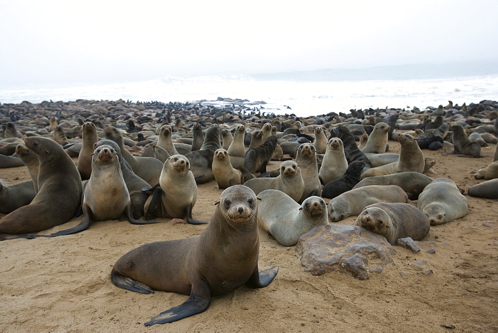 South African fur seal colony (Arctocephalus pusillus), Namibia, Africa