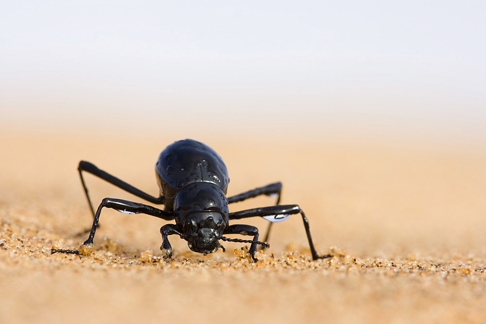 Tenebrionid beetle (Onymacris unguicularis), Namib Desert, Namibia, Africa