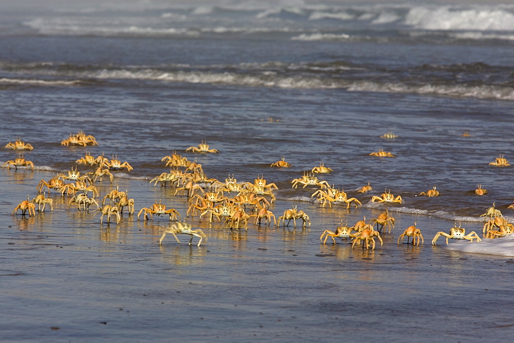 Ghost crab (Ocypode cursor), Atlantic Ocean, Namibia, Africa