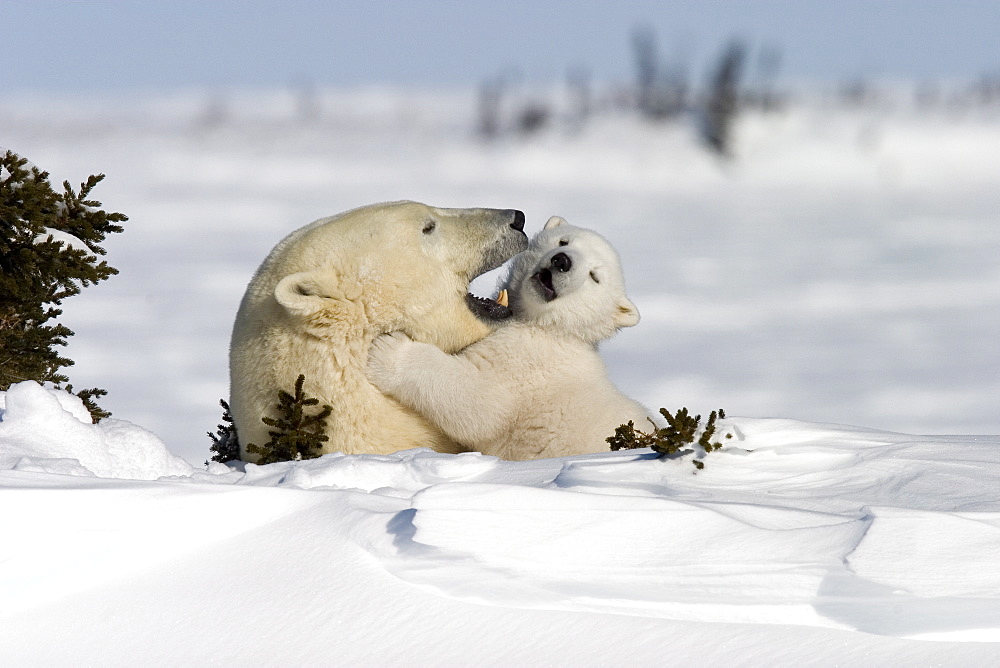 Polar Bear with a cub, (Ursus maritimus), Churchill, Manitoba, Canada