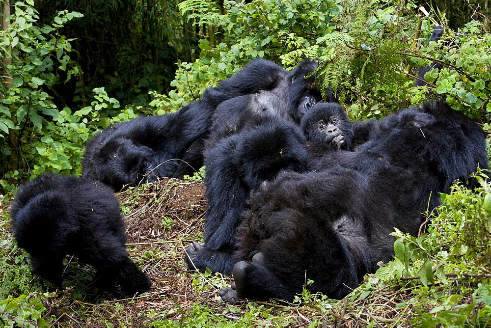 Mountain gorilla group (Gorilla gorilla beringei), Rwanda (Congo border), Africa