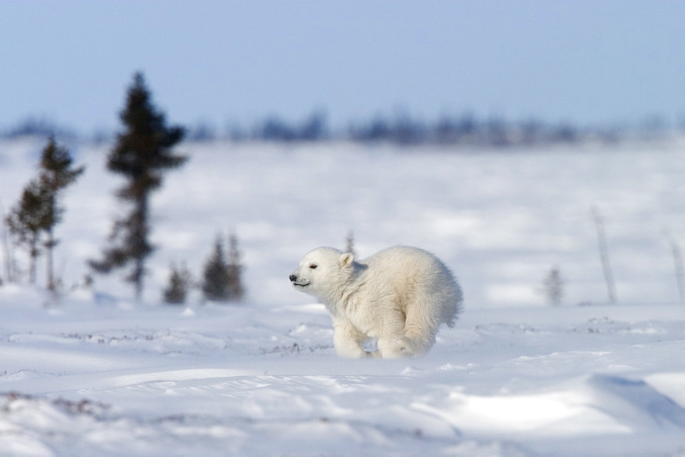 Polar Bear Cub, (Ursus maritimus), Churchill, Manitoba, Canada