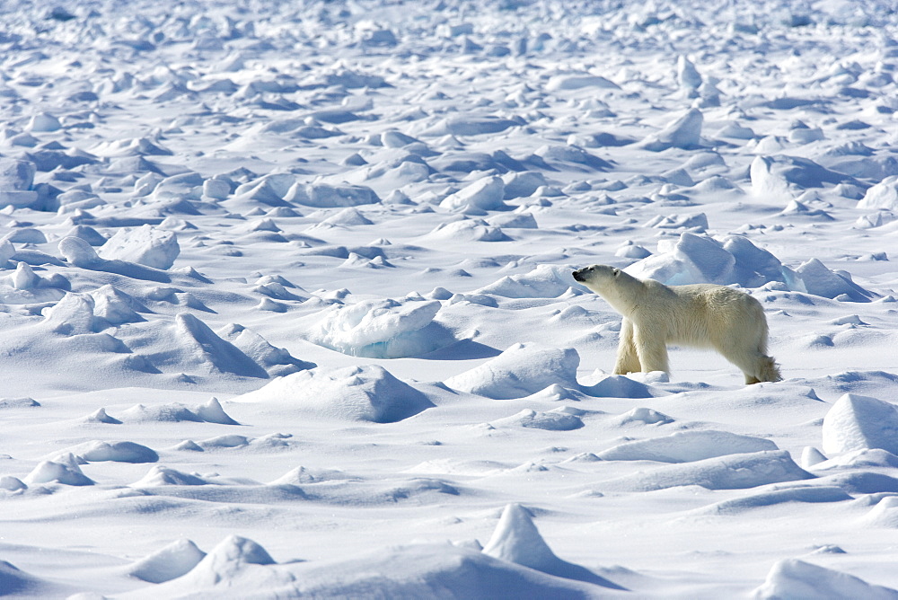 Polar bear (Ursus maritimus) on pack ice, Spitsbergen, Svalbard, Norway, Scandinavia, Europe