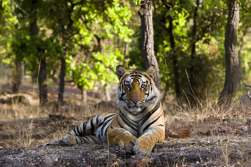 Indian Tiger (Bengal tiger) (Panthera tigris tigris), Bandhavgarh National Park, Madhya Pradesh state, India, Asia