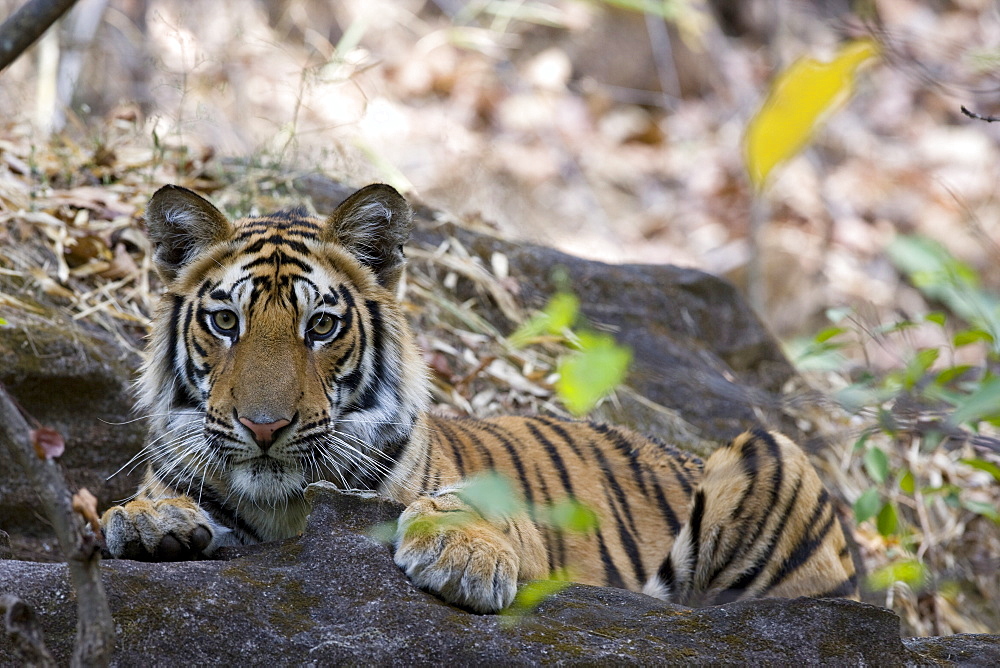 Indian Tiger (Bengal tiger) (Panthera tigris tigris), Bandhavgarh National Park, Madhya Pradesh state, India, Asia