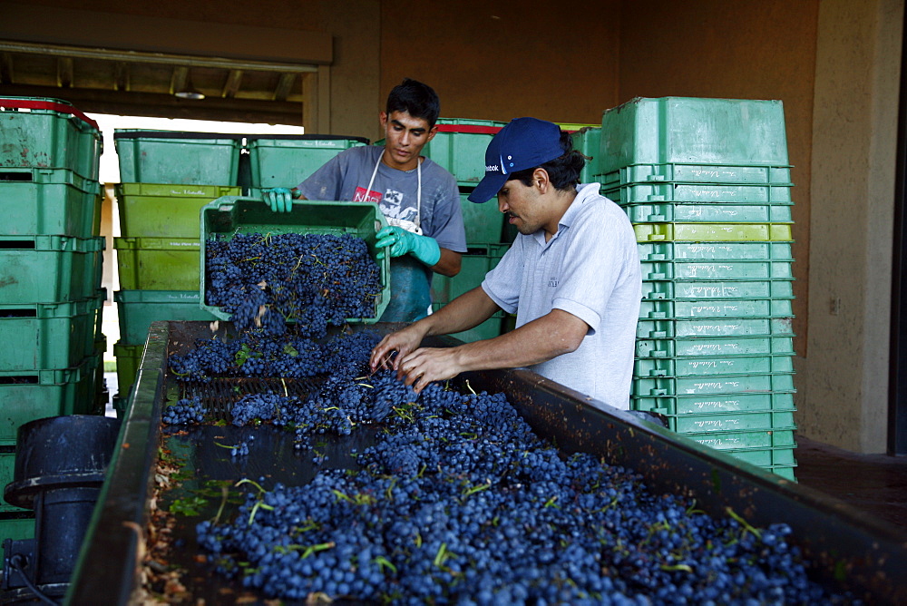 Workers taking out rotten grapes and bunches before crushing harvested grapes at the Vistalba winery, Lujan de Coyu, Mendoza, Argentina, South America