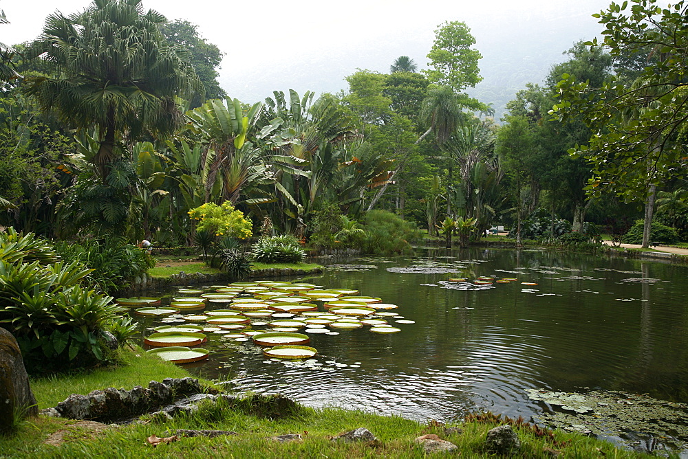 Jardim Botanico (Botanical Gardens), Rio de Janeiro, Brazil, South America 