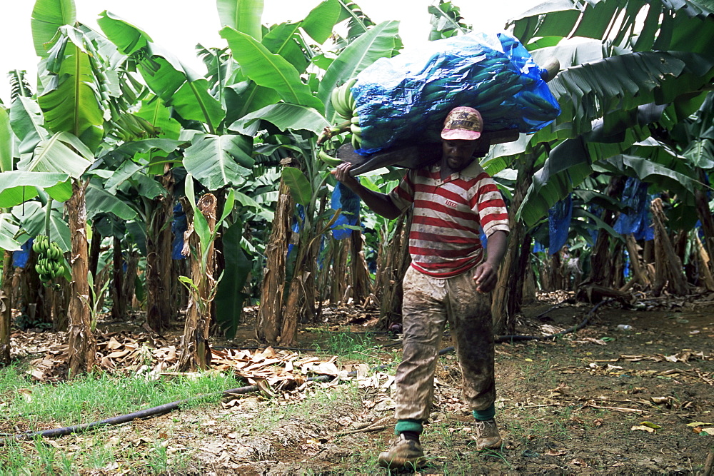 Worker at a banana plantation near Le Francois, Martinique, Lesser Antilles, West Indies, Caribbean, Central America